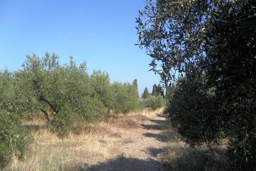 (Προς Πώληση) Αξιοποιήσιμη Γη Αγροτεμάχιο || Δωδεκάνησα/Κως Χώρα - 4.480 τ.μ, 150.000€ 